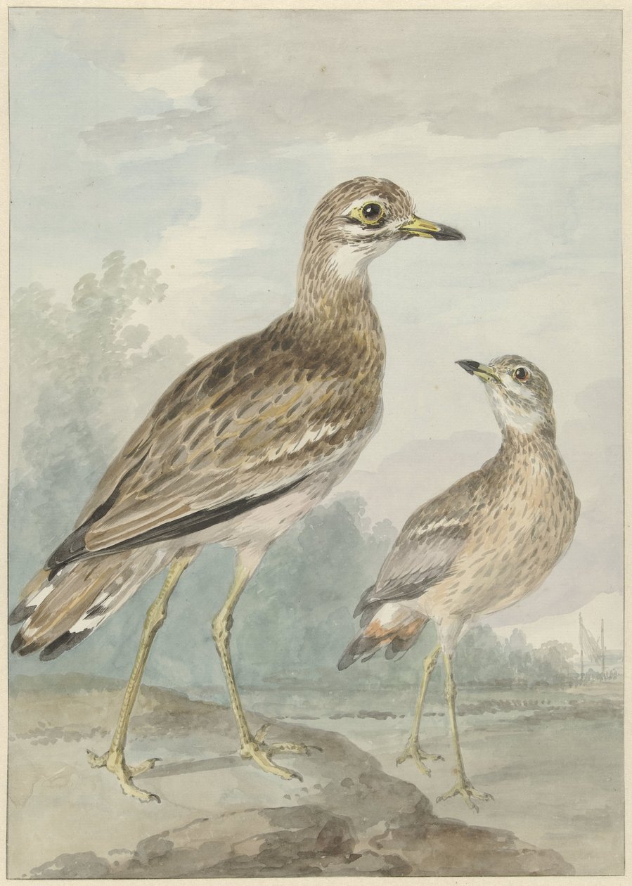 Zwei Brachvögel von Aert Schouman