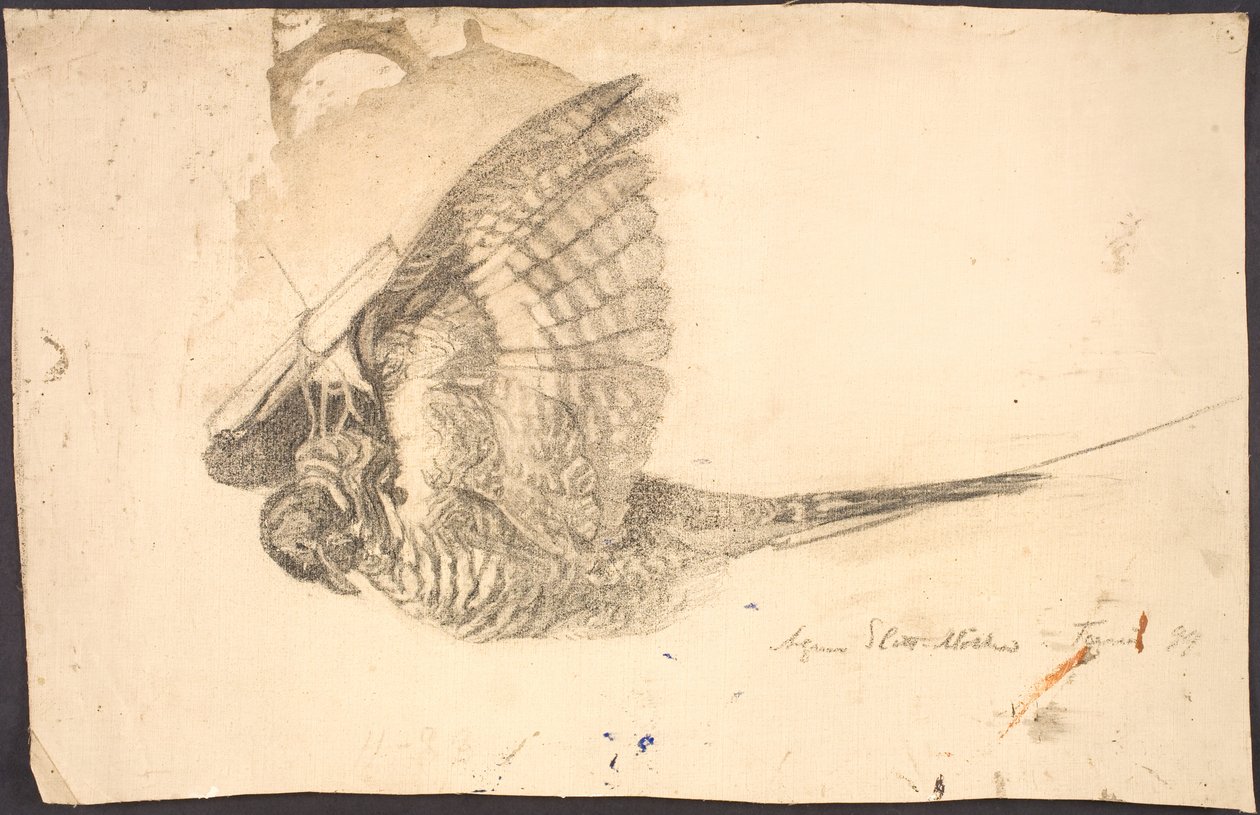 Studie eines toten Vogels von Agnes Slott Møller