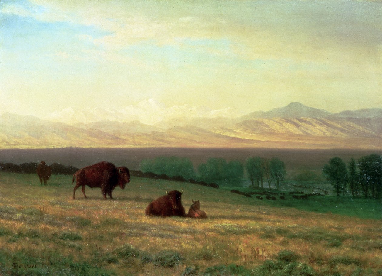 Büffel auf den Ebenen, ca. 1890 von Albert Bierstadt