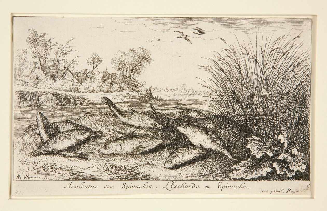 Aculeatus sive Spinachia von Albert Flamen