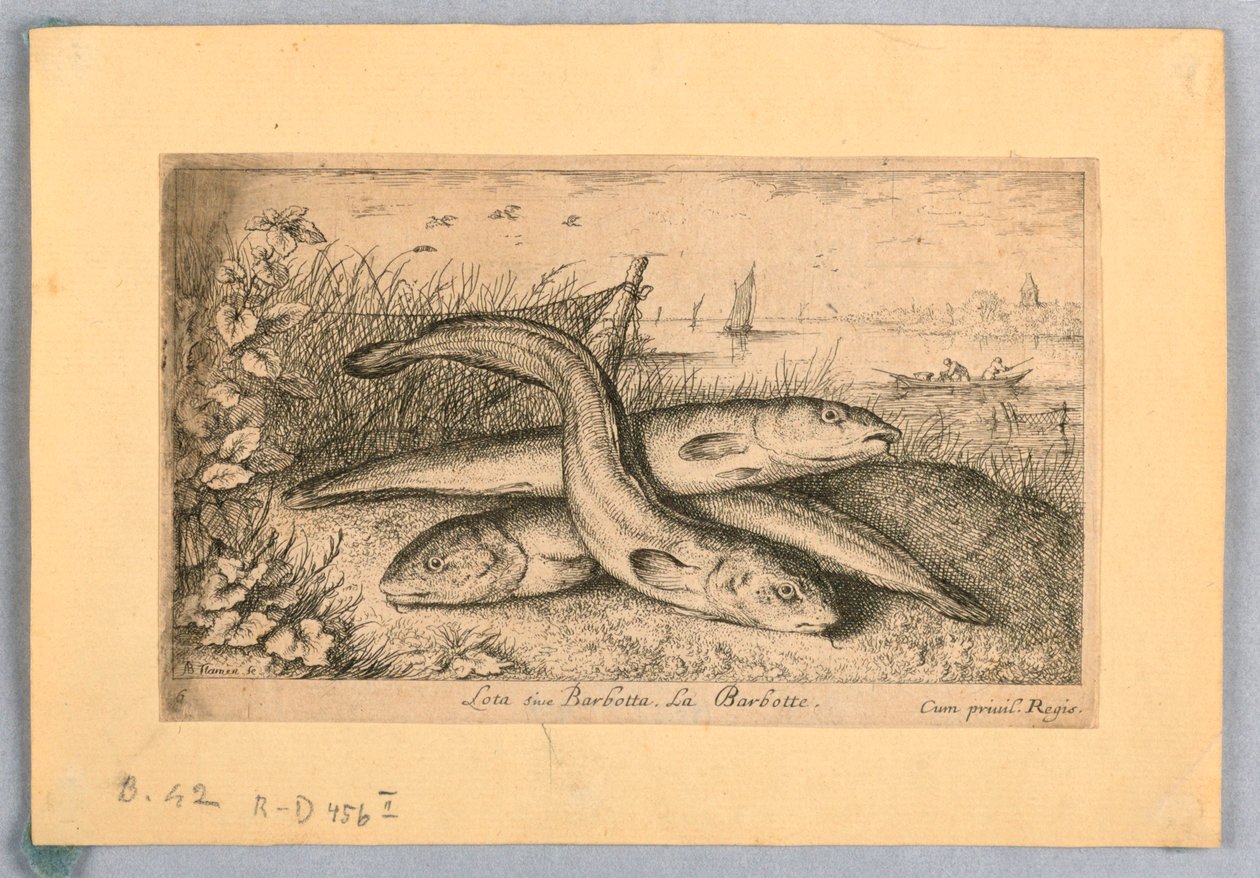 Quappen von Albert Flamen