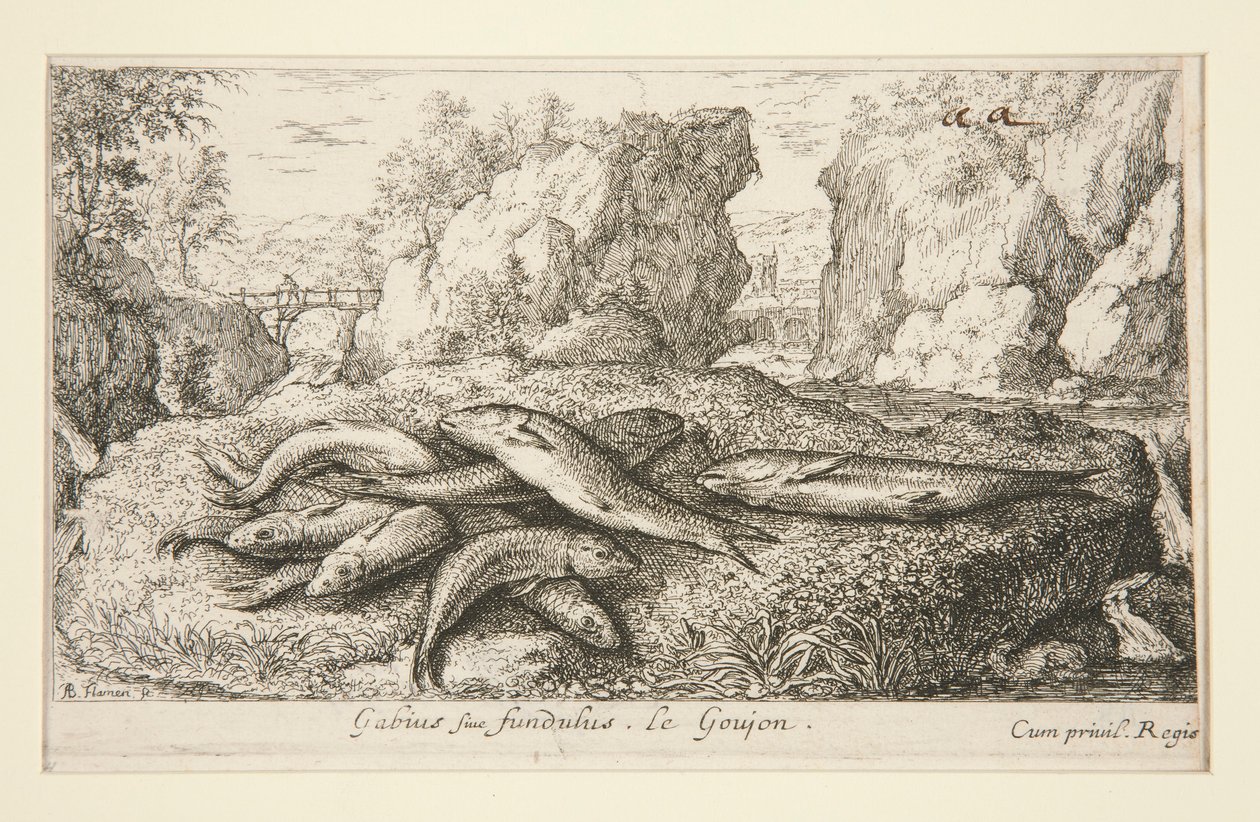 Gabius siue fundulus. Le Goujon von Albert Flamen