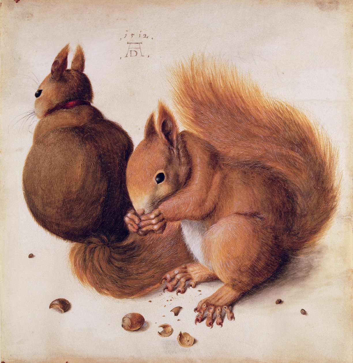 Eichhörnchen, 1512 von Albrecht Dürer