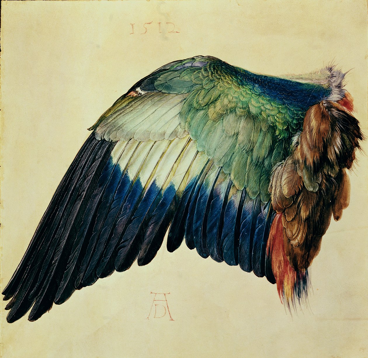 Flügel eines Blauracken, 1512 von Albrecht Dürer