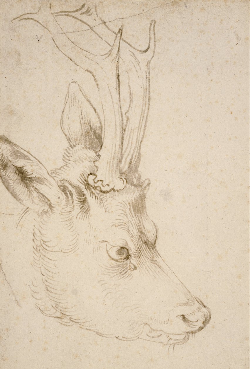 Kopf eines Rehbocks von Albrecht Dürer