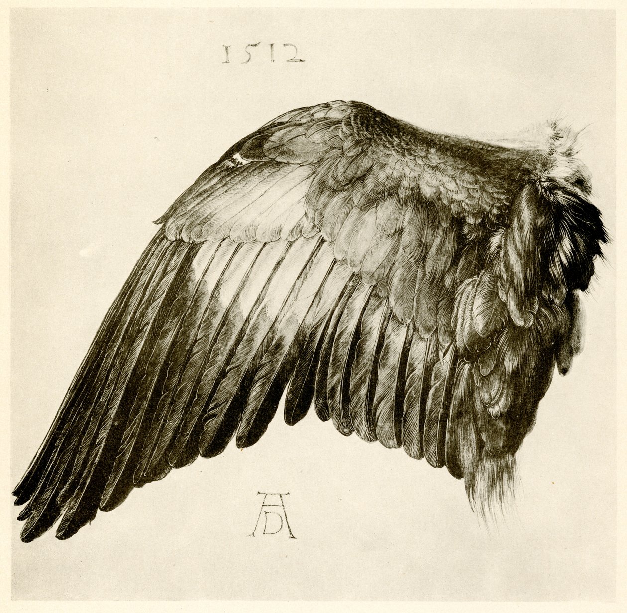 Flügel eines Blauracken von Albrecht Dürer