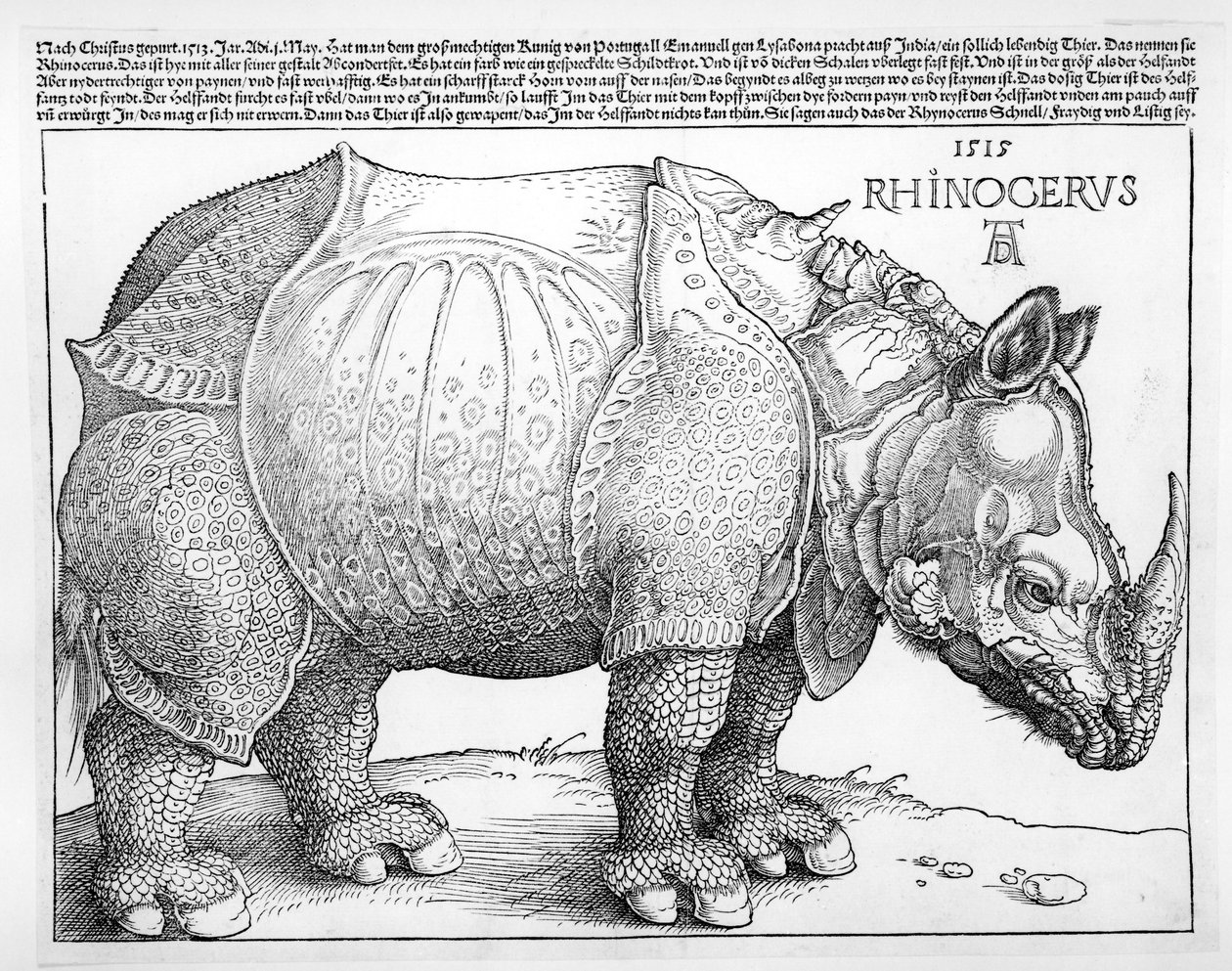 Das Nashorn, 1515 von Albrecht Dürer