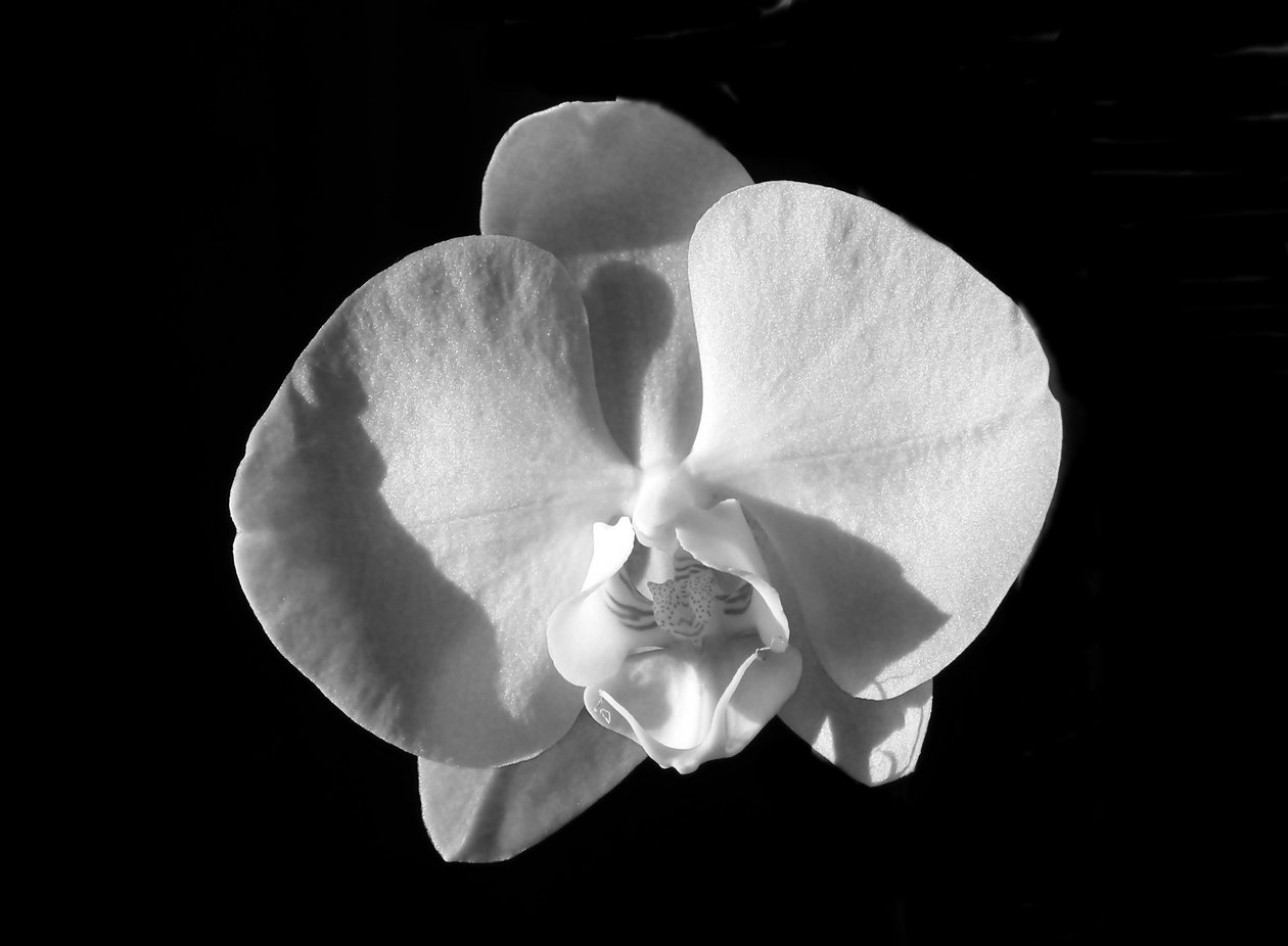 Ohne Titel (Blume) von Alex Caminker
