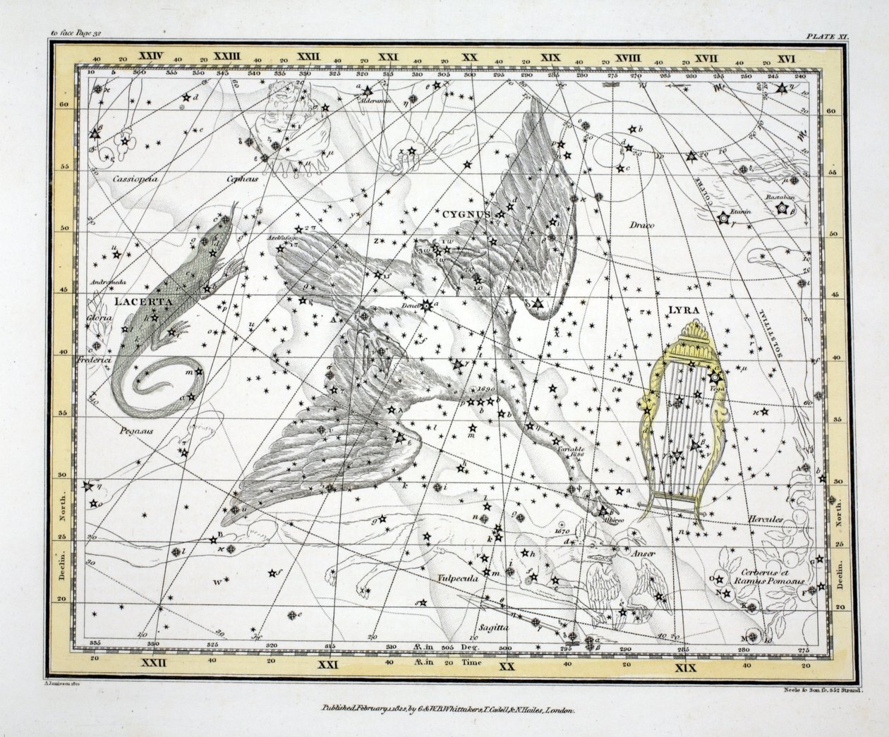 Die Konstellationen (Tafel XI) Cygnus, Lacerta und Via Lactea, aus 