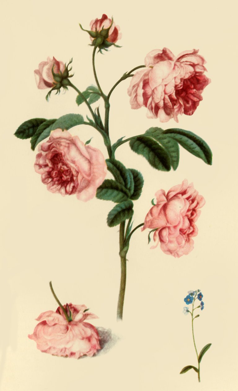 Rosa Provincialis und Vergissmeinnicht von Alexander Marshal