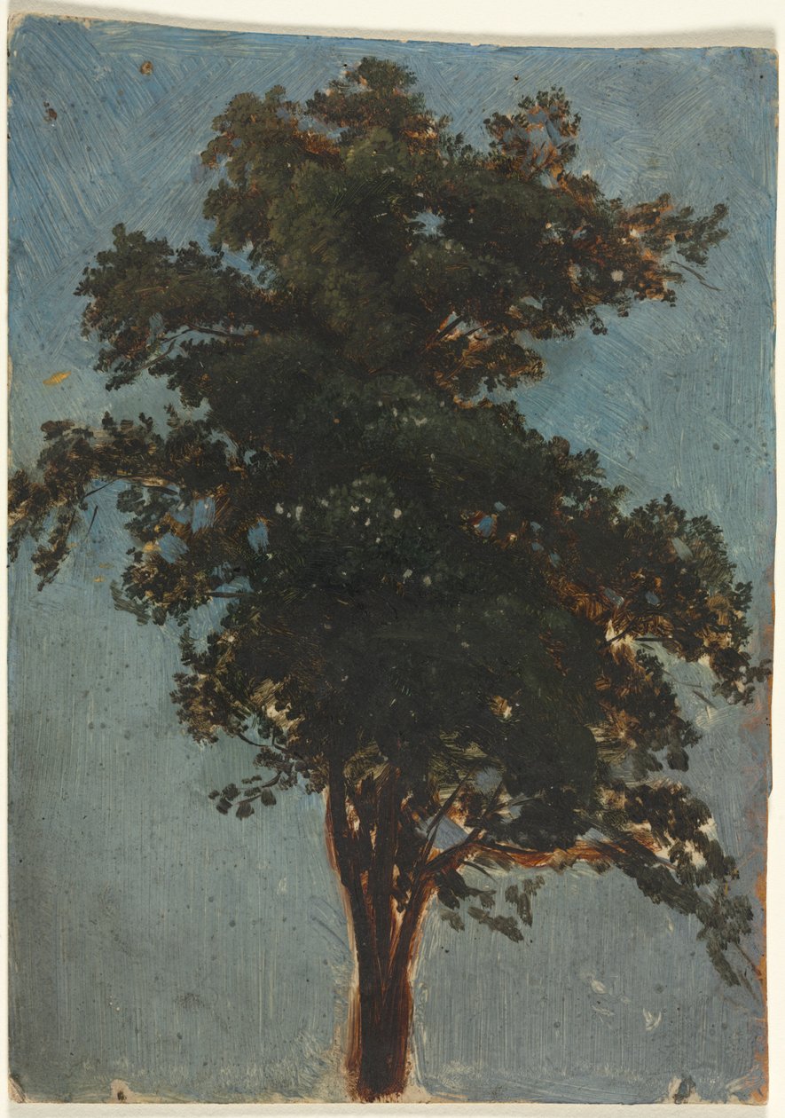 Baumstudie, zweites Drittel des 19. Jahrhunderts von Alexandre Calame