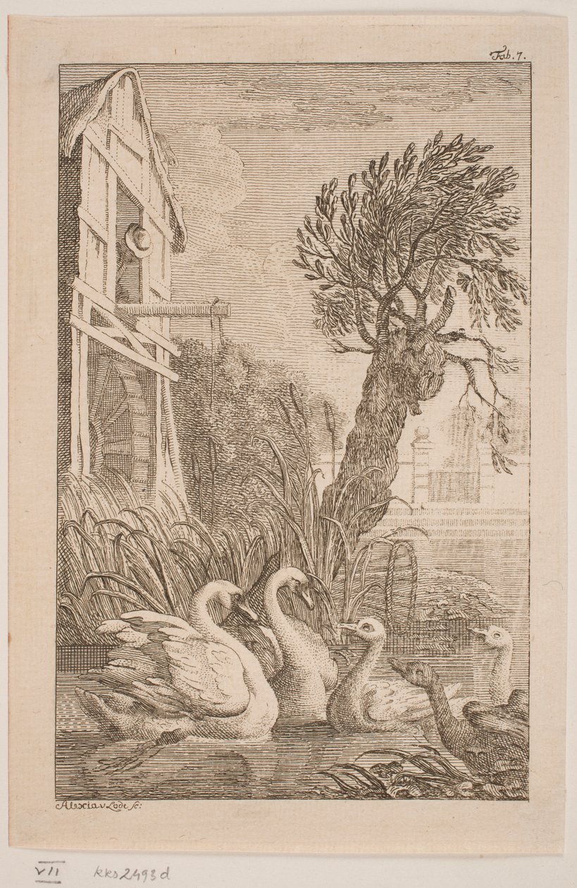 Die Gans und der Schwan von Alexia von Lode