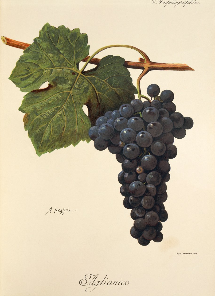 Aglianico-Traube von Alexis Kreyder