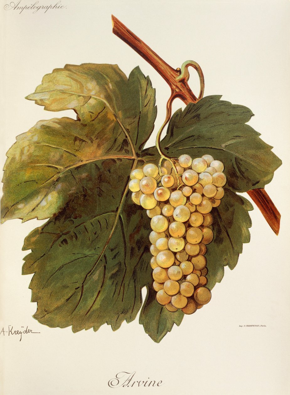 Arvine-Traube von Alexis Kreyder