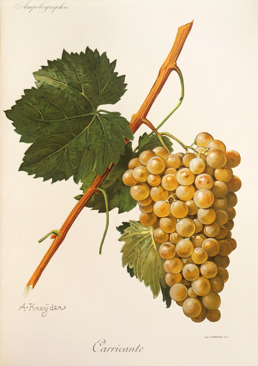 Carricante Traube von Alexis Kreyder