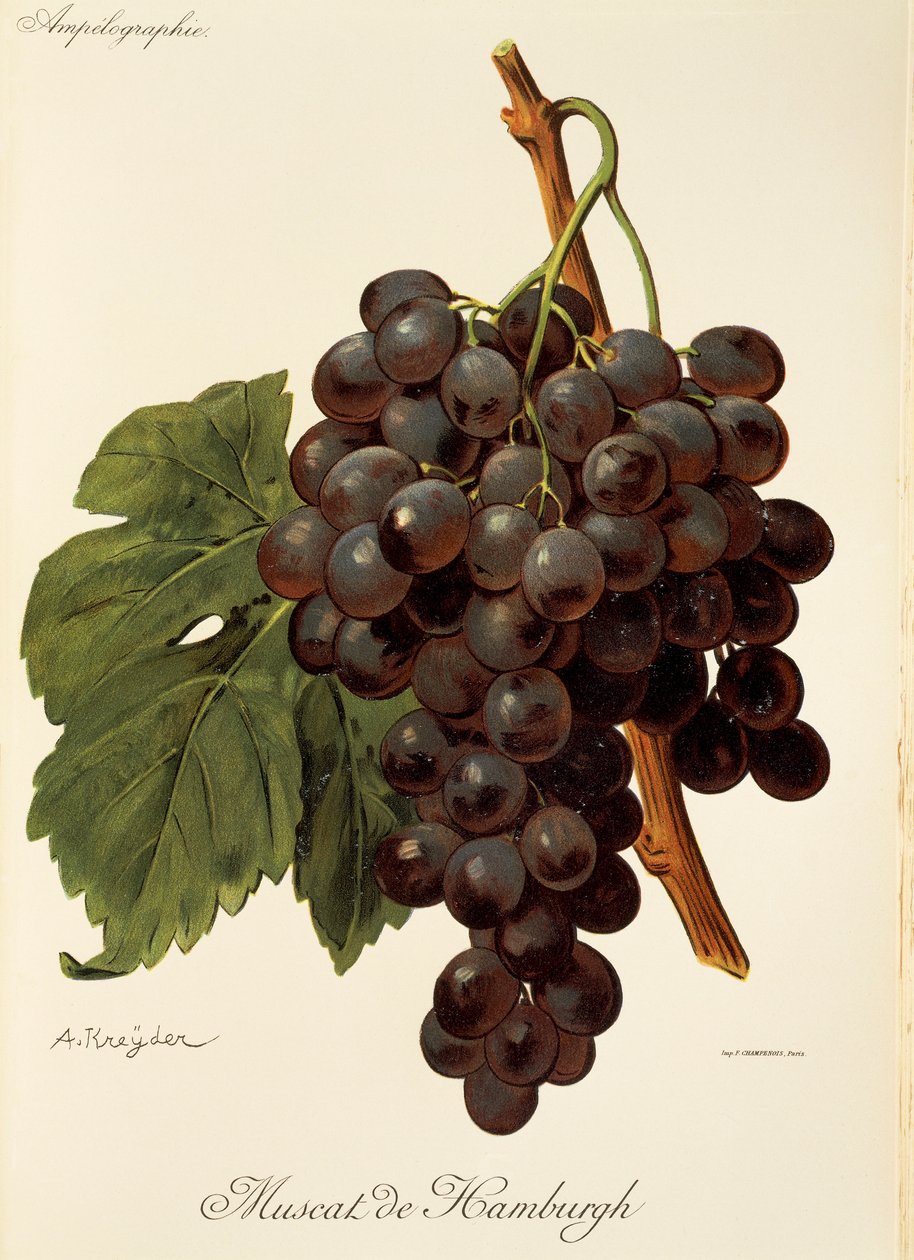 Muscat de Hamburgh Traube von Alexis Kreyder