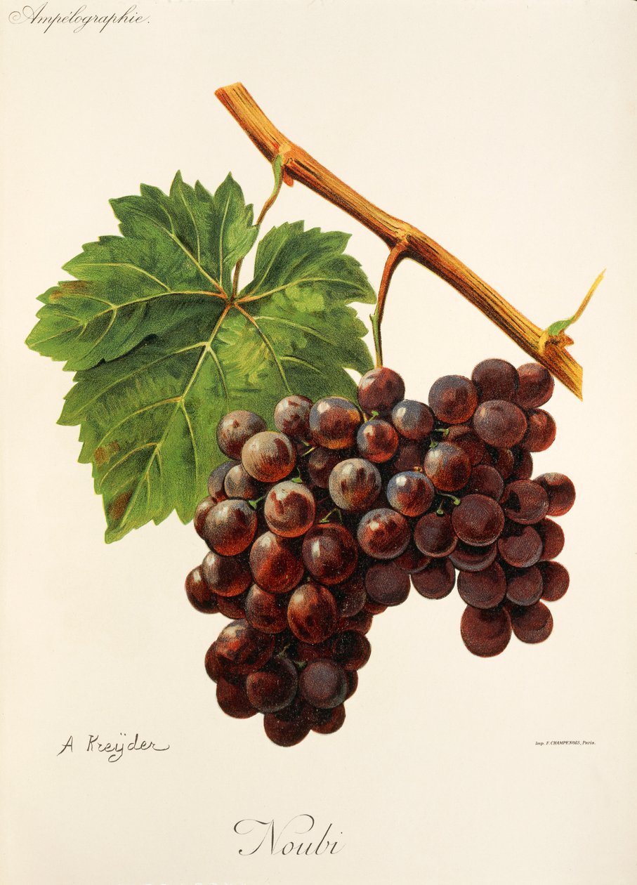 Noubi-Traube von Alexis Kreyder