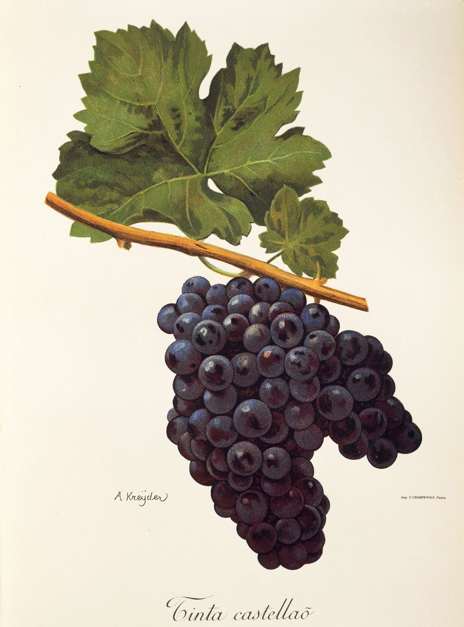Tinta Castellao-Traube von A. Kreyder von Alexis Kreyder