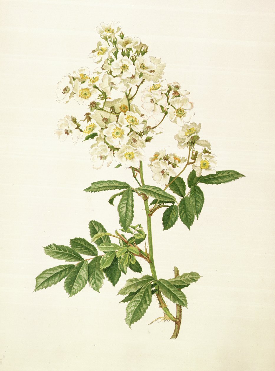 Rosa multiflora von Alfred Parsons
