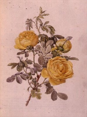 Rosa Genus, Nr.10, 755, ca.1910 von Alfred Parsons
