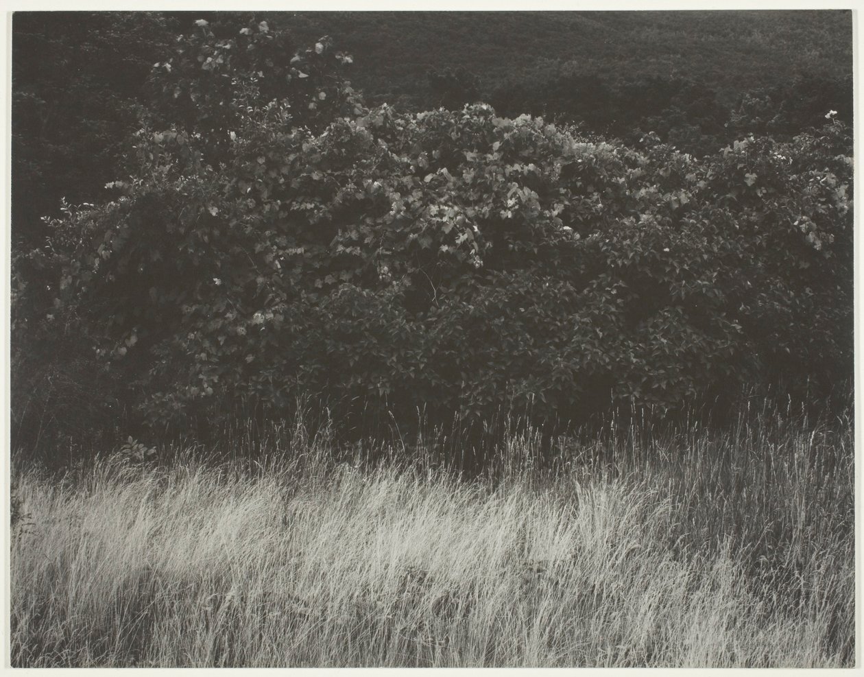 Hecke und Gräser - Lake George von Alfred Stieglitz