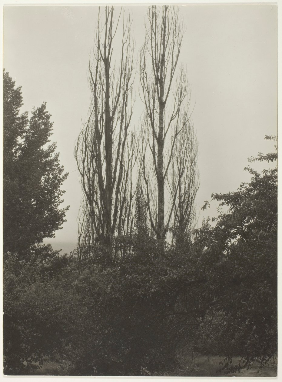 Pappeln - Lake George von Alfred Stieglitz