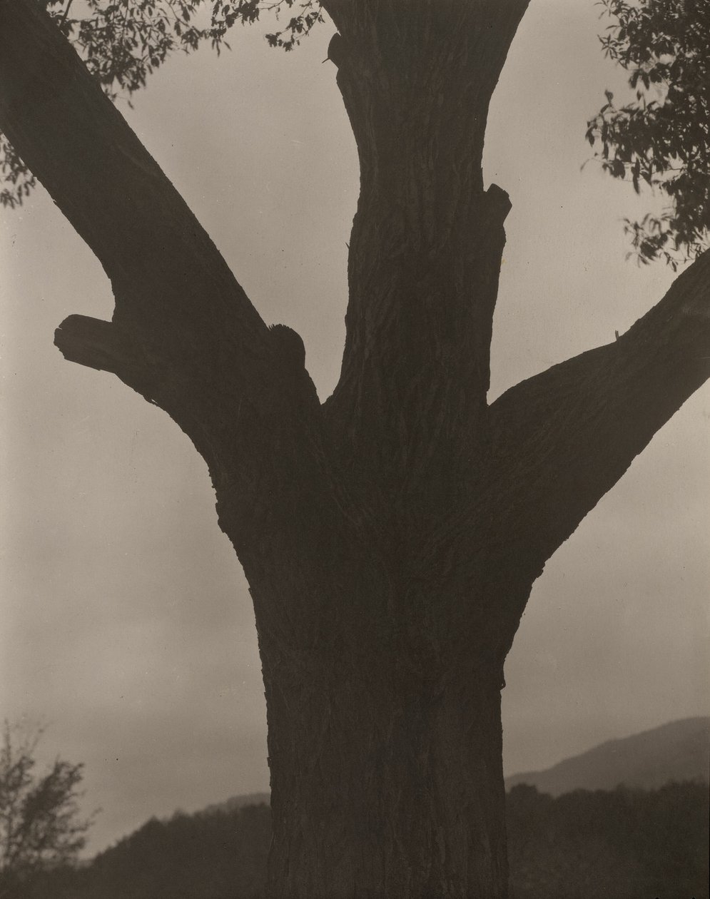 Die sterbende Kastanie von Alfred Stieglitz
