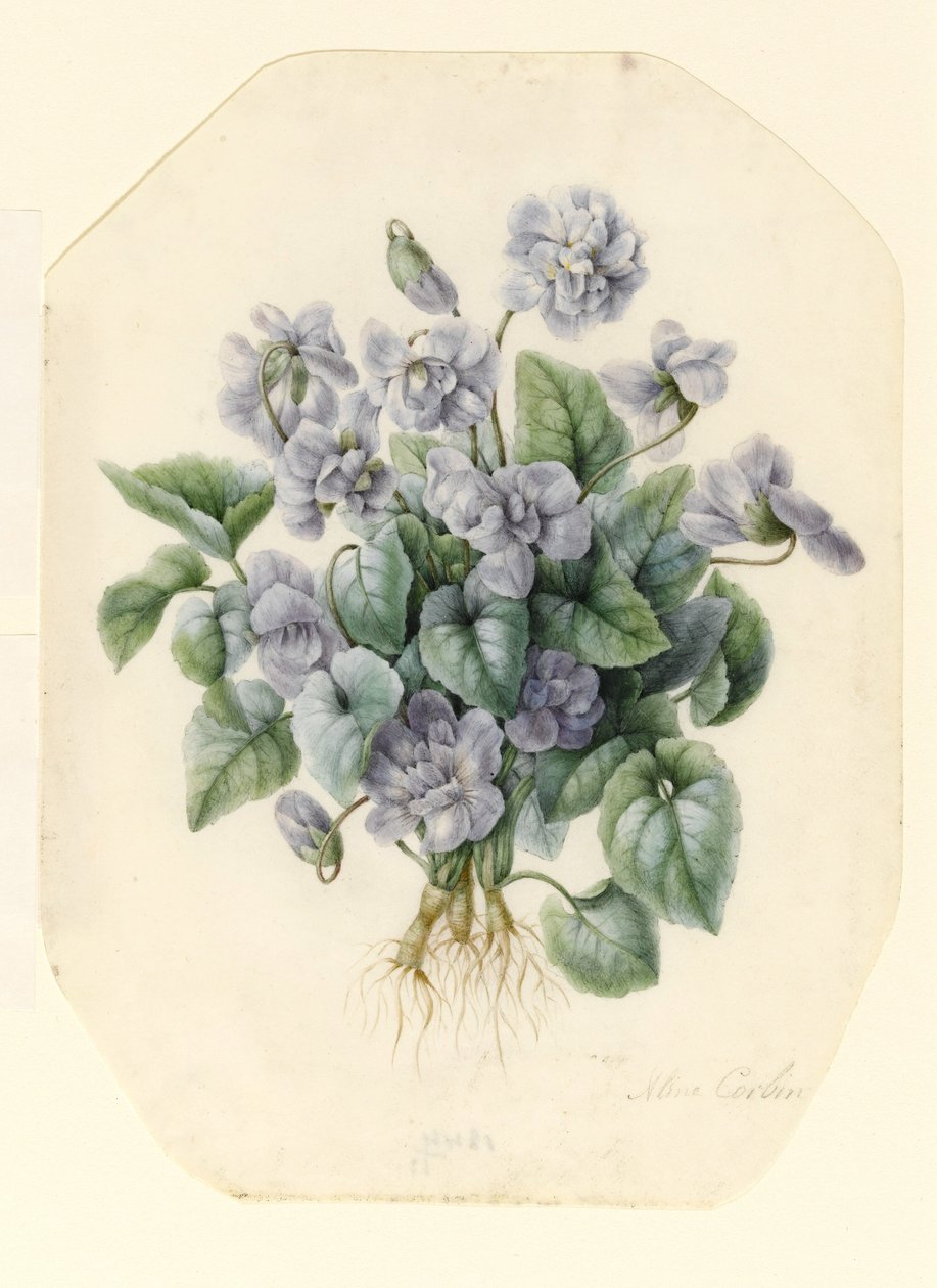 Veilchen von Aline Corbin