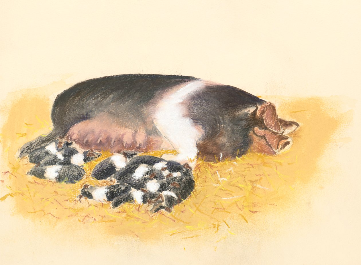 Sattelschwein und Ferkel von Alison Cooper