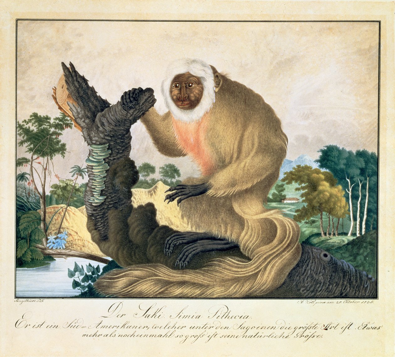 Der Saki-Affe, 1835 von Aloys Zötl