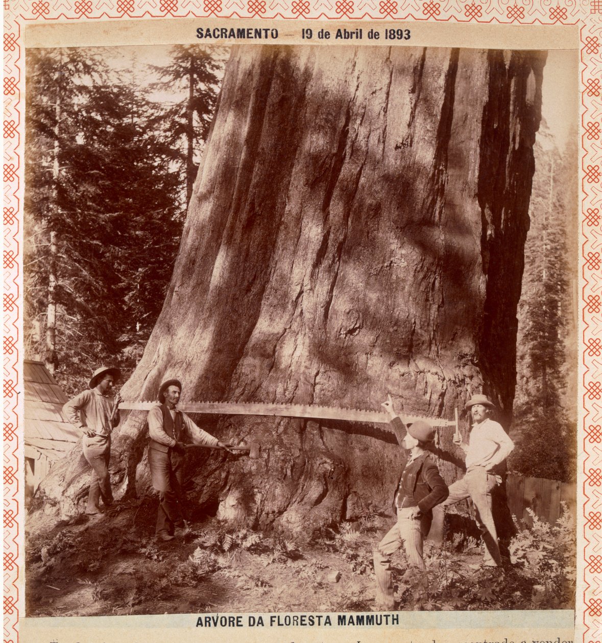 Holzfäller kurz vor dem Fällen eines Riesenmammutbaums mit einer Zugsäge, Sacramento, Kalifornien, 1893 von American Photographer