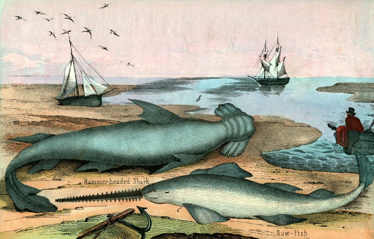 Hammerhai und Sägefisch von American School