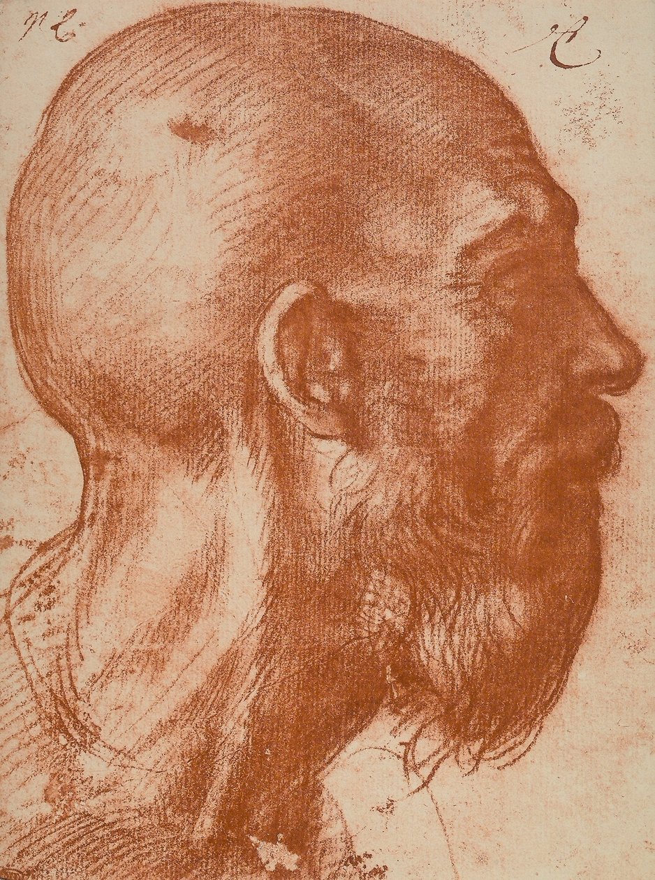 Männerkopf im Profil von Andrea del Sarto