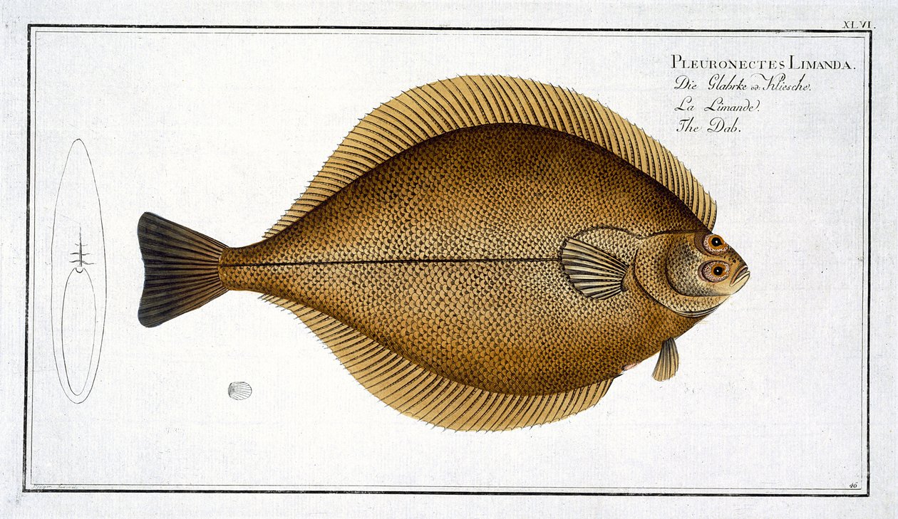 Scholle (Pleuronectes Limanda) Tafel XLVI aus 
