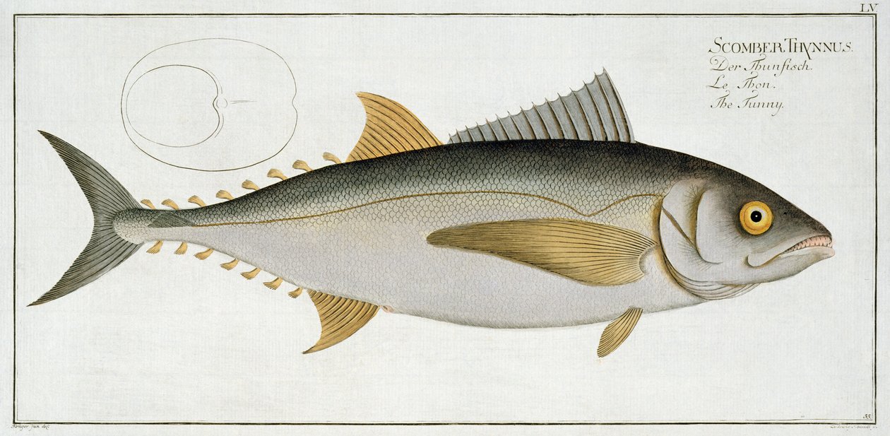 Thunfisch (Scomber Thynnus) Tafel LV aus 