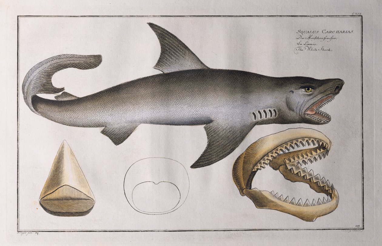 Weißer Hai: veröffentlicht von Black, ca. 1790 von Andreas Ludwig Kruger