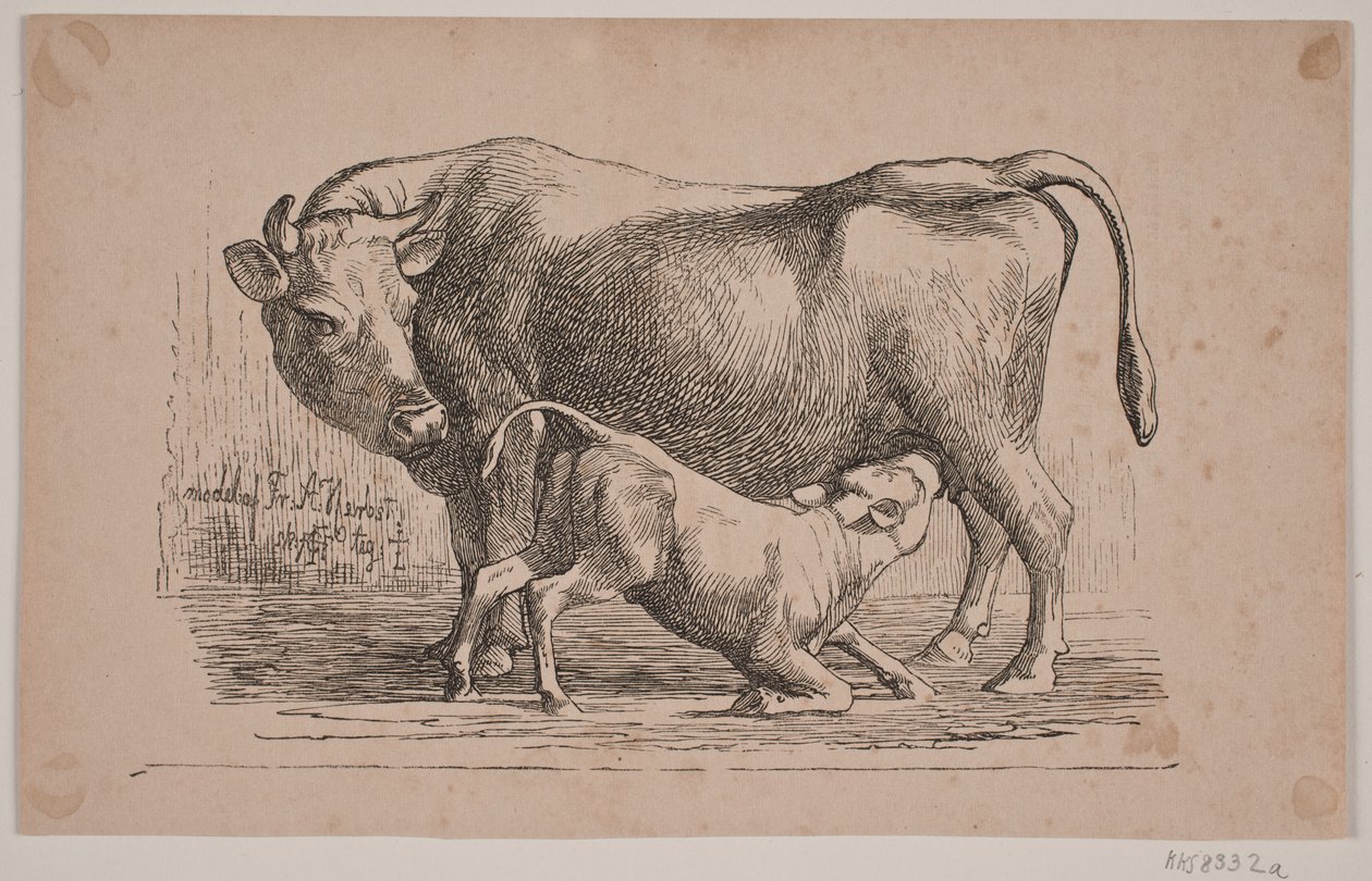 Die Kuh und das Kalb von Andreas Flinch