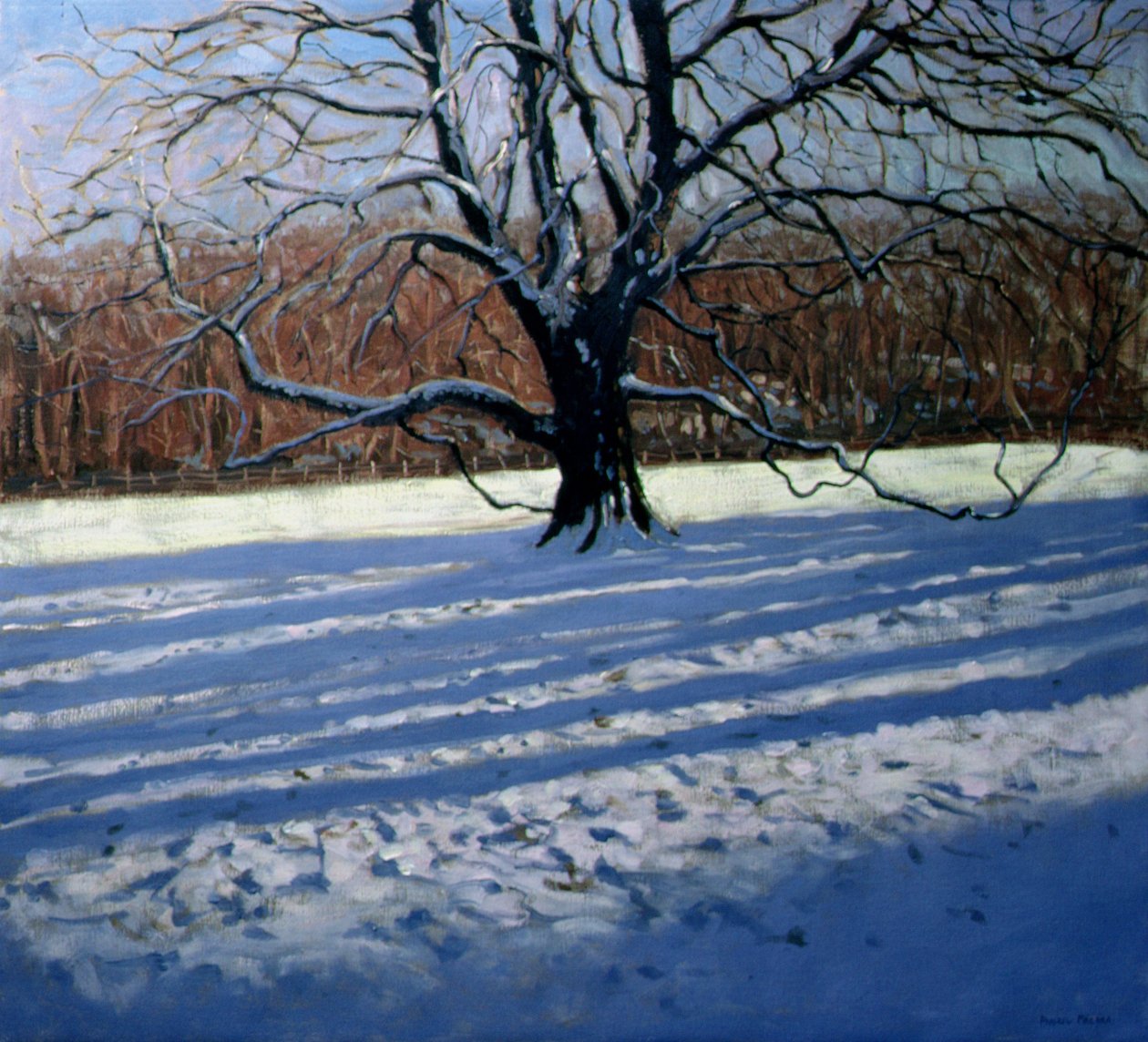 Großer Baum, Schnee, Calke Abbey von Andrew Macara