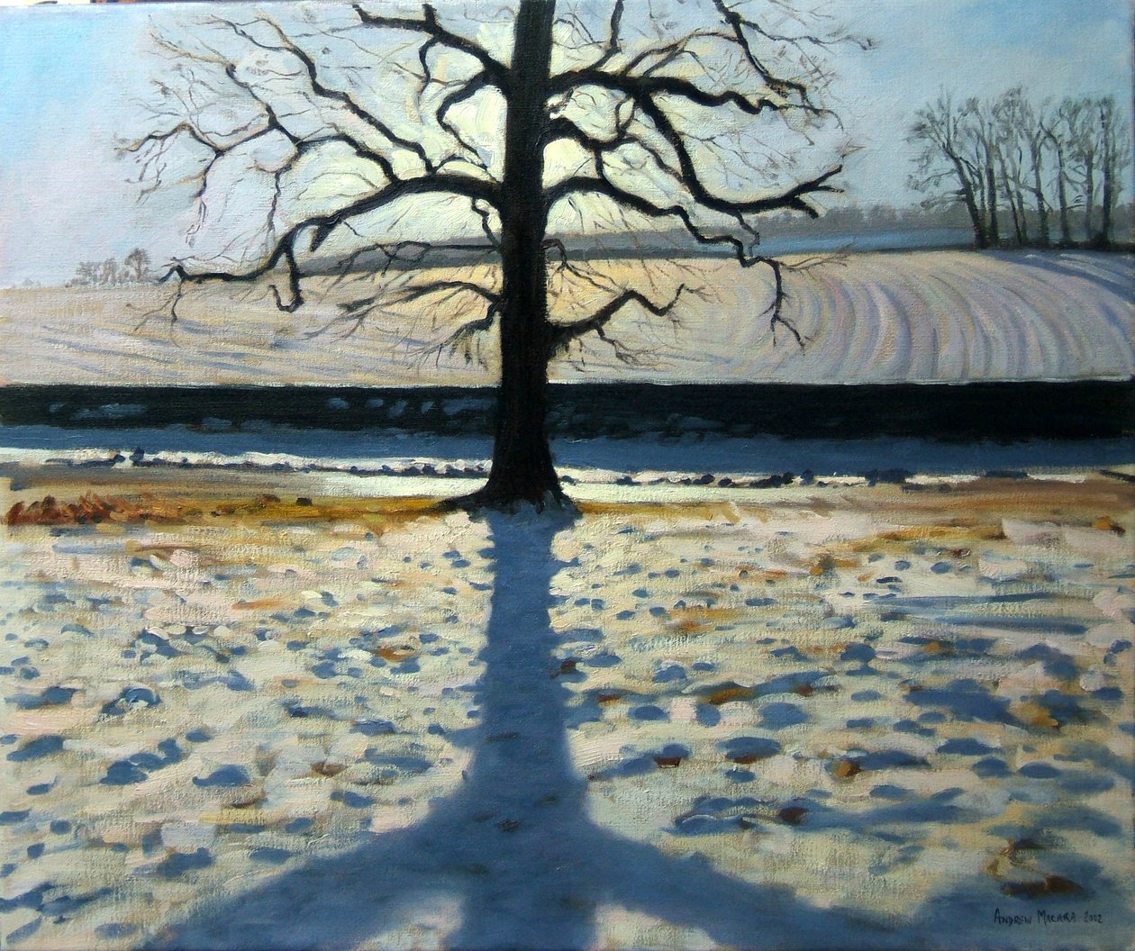 Baum und Schatten, Calke Abbey, Derbyshire von Andrew Macara