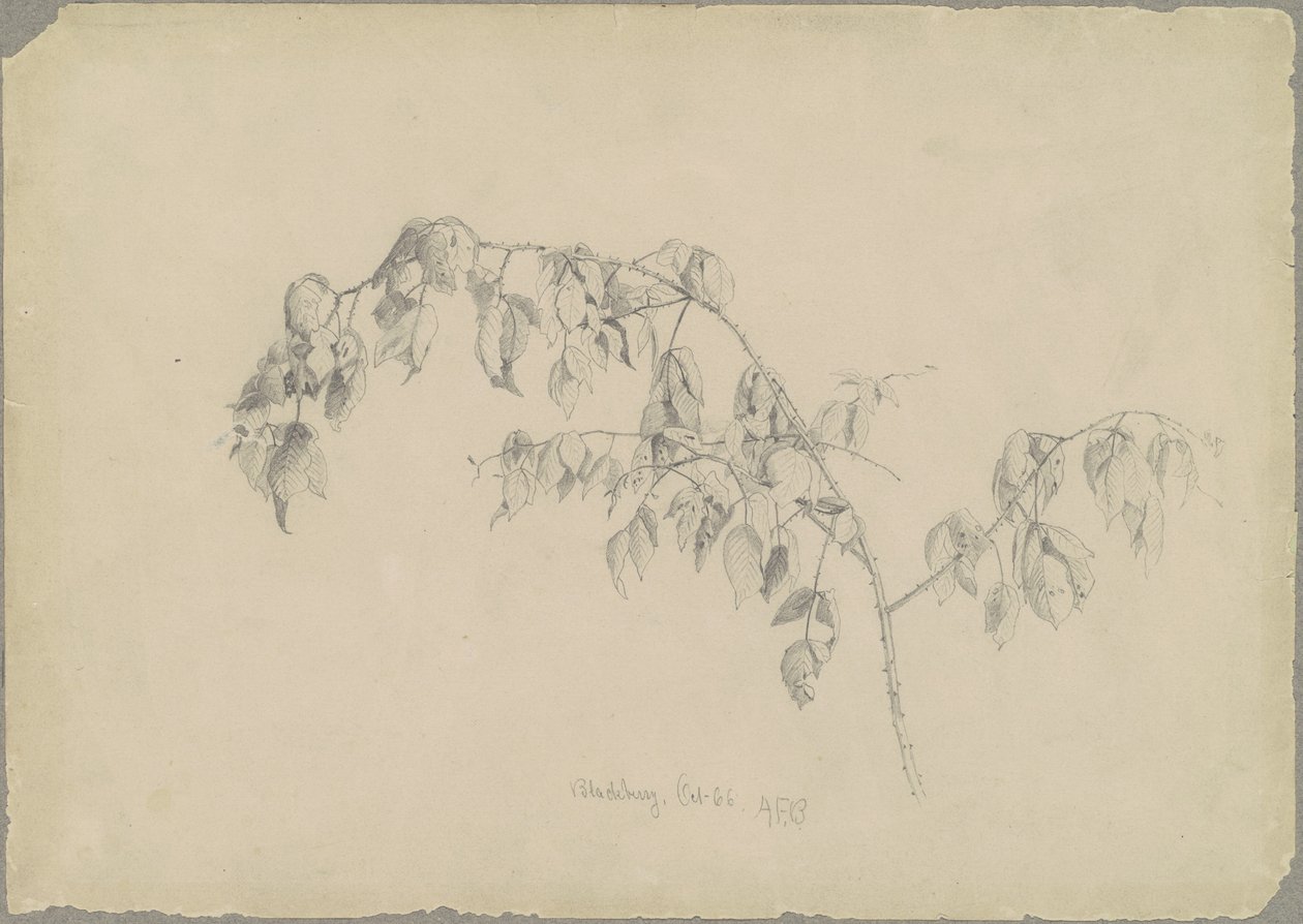 Brombeere von Andrew Fisher Bunner