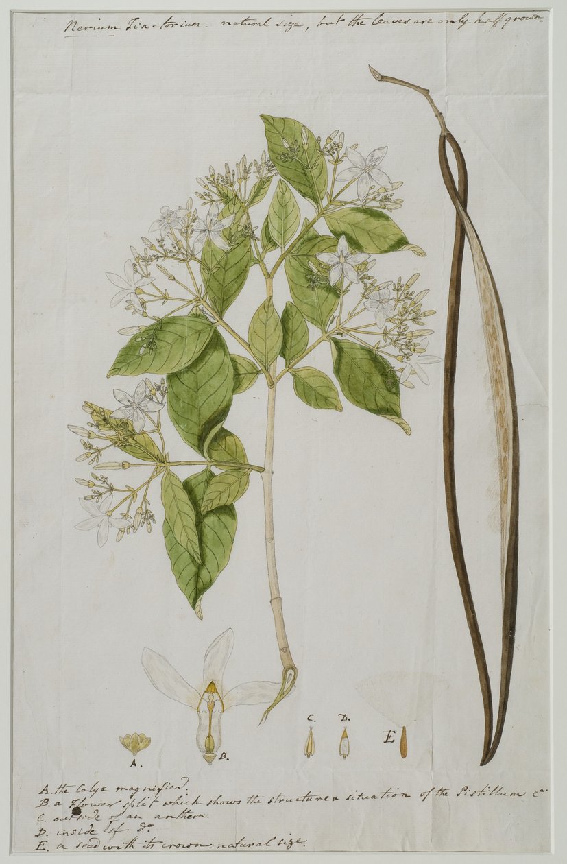 Wrightia tinctoria von Anna Maria Jones