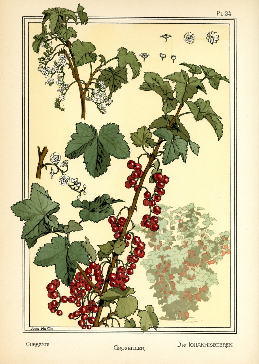 Die Johannisbeeren von Anna Martin