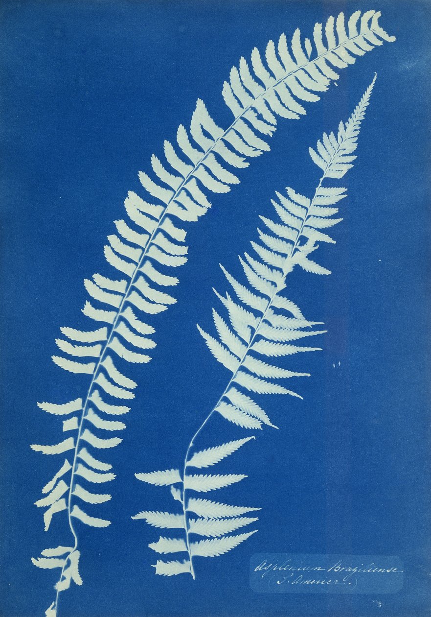 Asplenium Braziliense, Südamerika, ca. 1850 von Anna Atkins