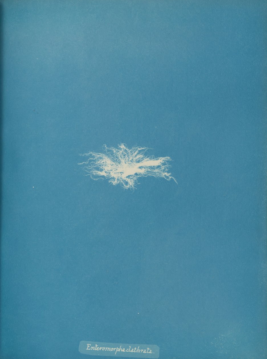Enteromorpha clathrata von Anna Atkins