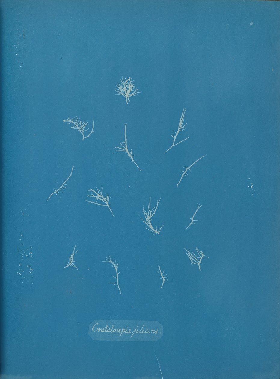 Grateloupia filicina, ca. 1853 von Anna Atkins
