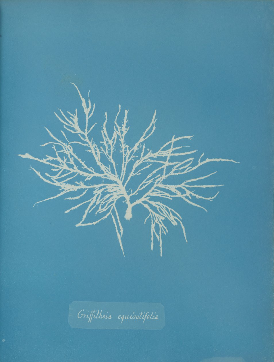 Griffithsia equisetifolia, ca. 1853 von Anna Atkins