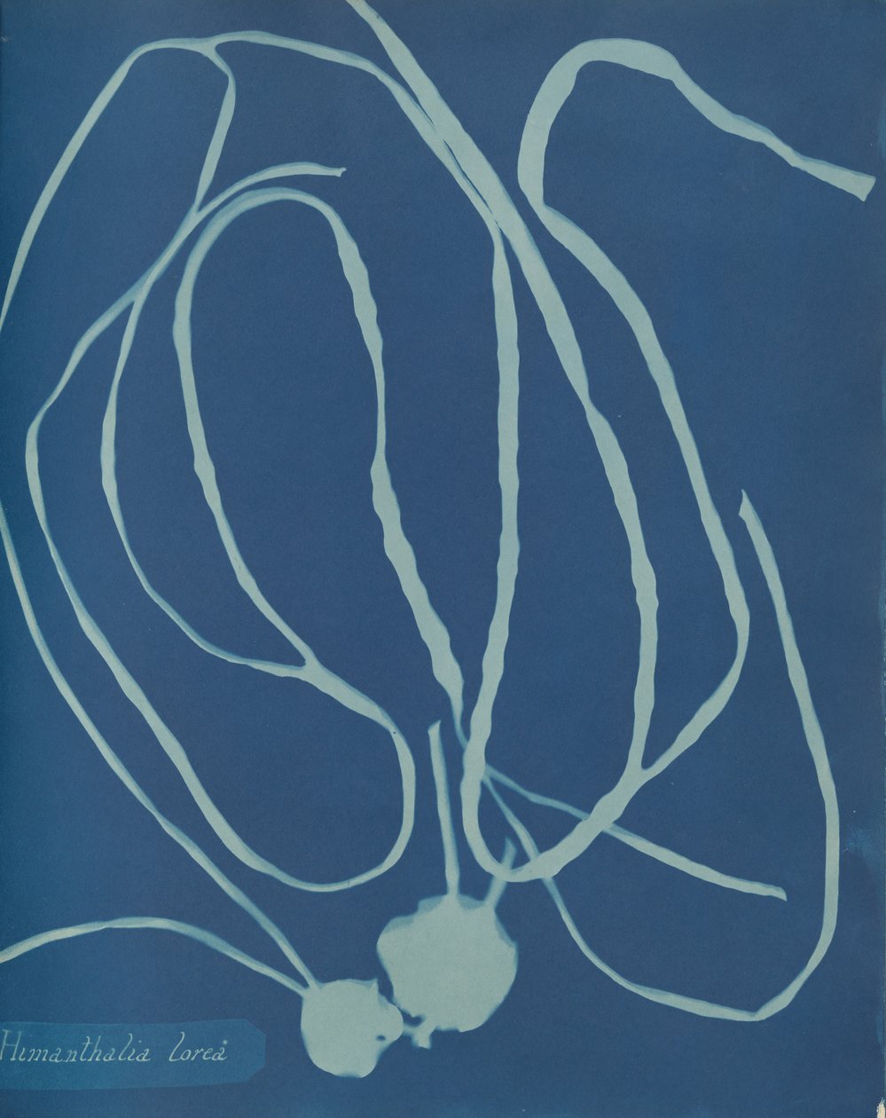 Himanthalia lorea, ca. 1853 von Anna Atkins
