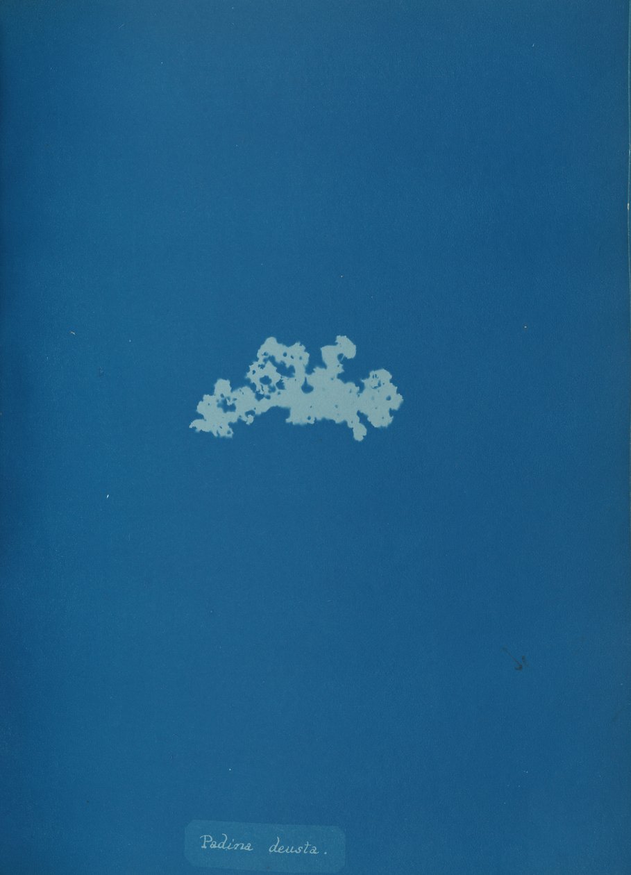 Padina deusta, ca. 1853 von Anna Atkins