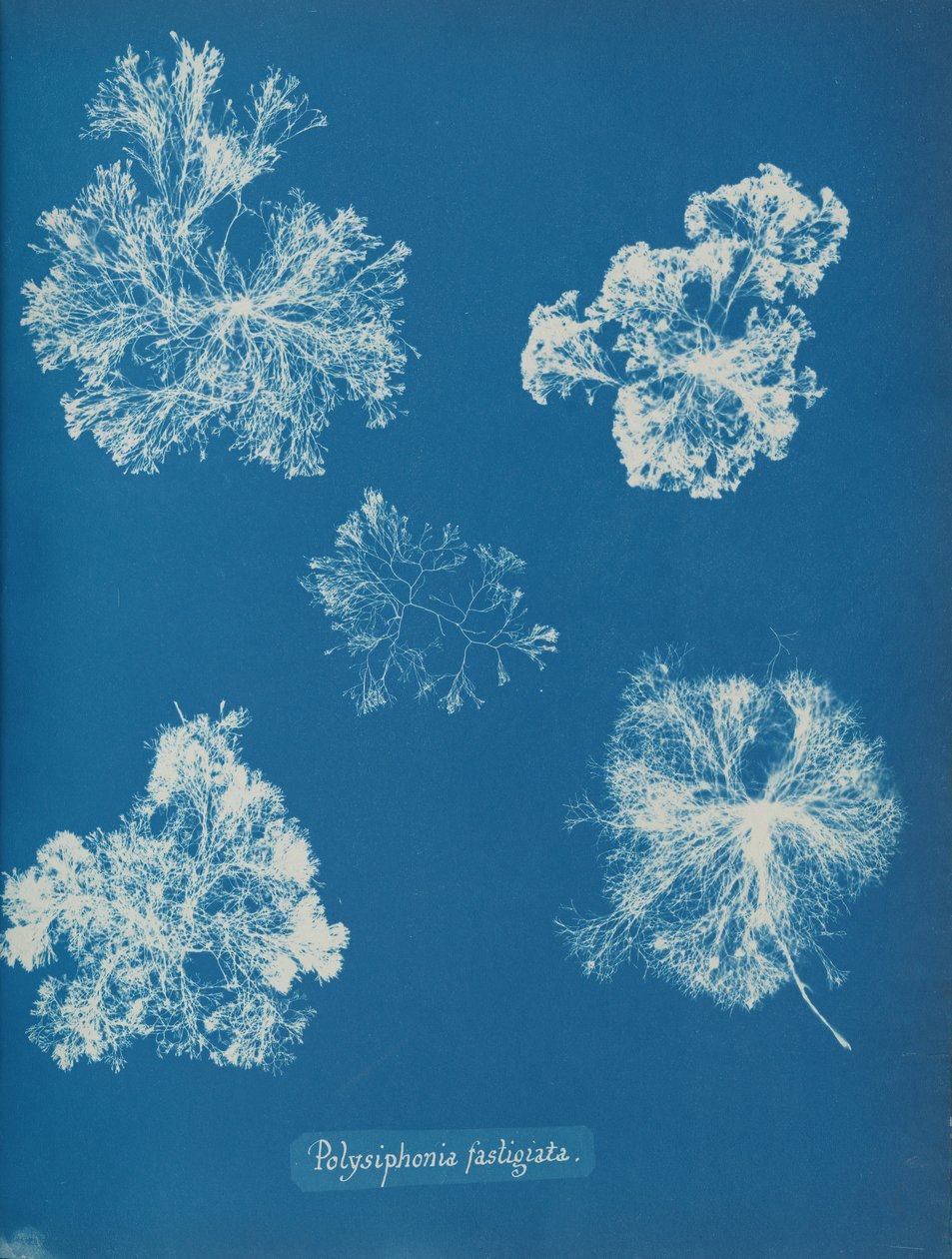 Polysiphonia fastigiata, ca. 1853 von Anna Atkins