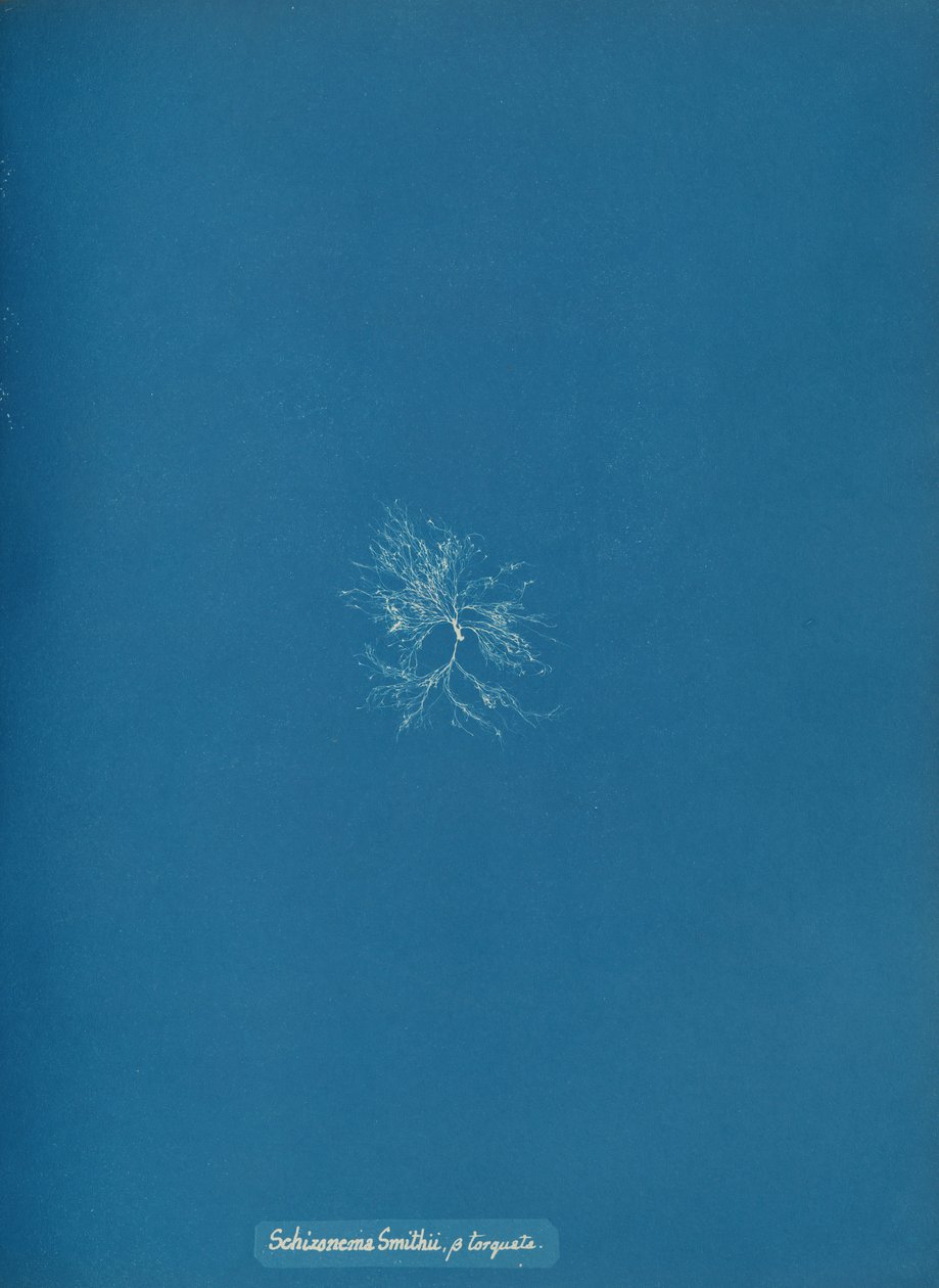 Schizonema Smithii, ß torqata, ca. 1853 von Anna Atkins